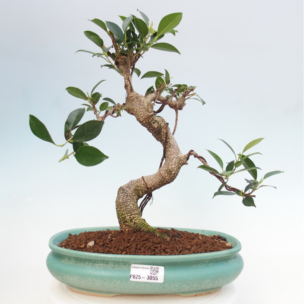 Indoor bonsai - Ficus kimmen - small-leaved ficus