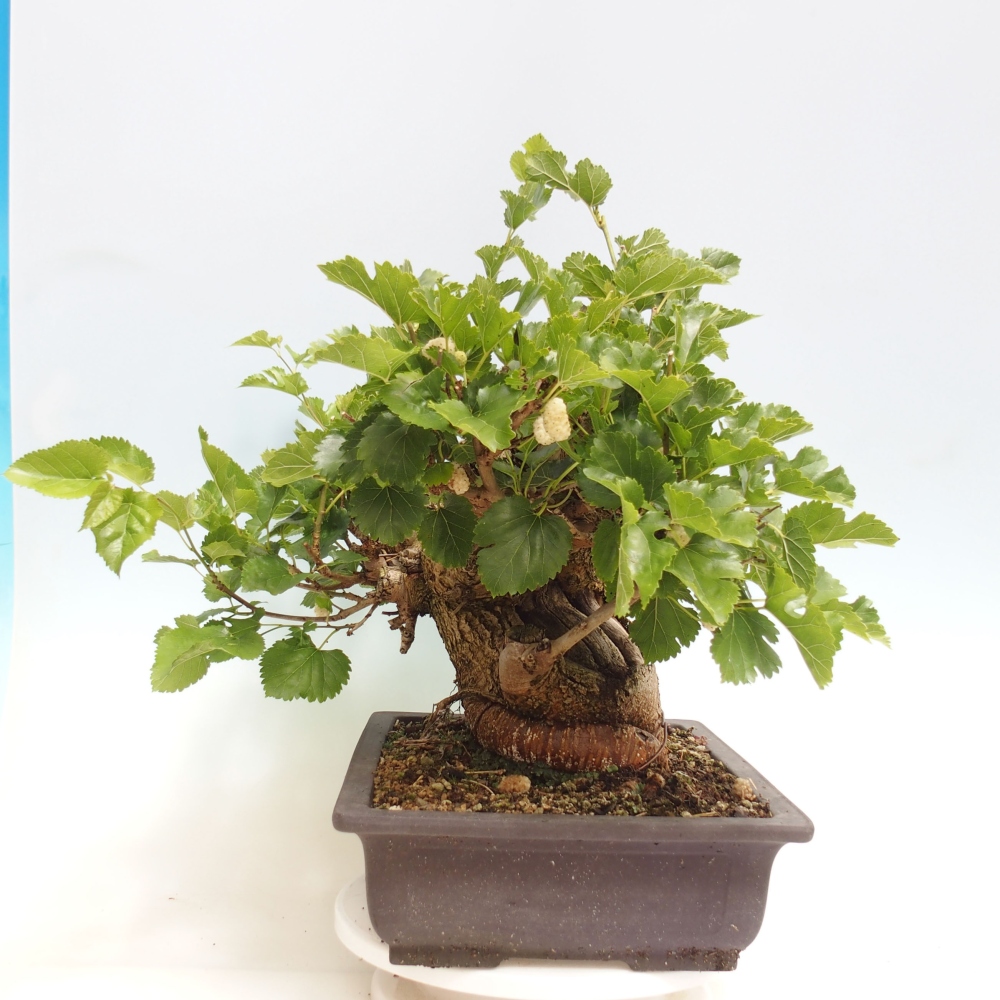 Outdoor bonsai - Morus alba - mulberry