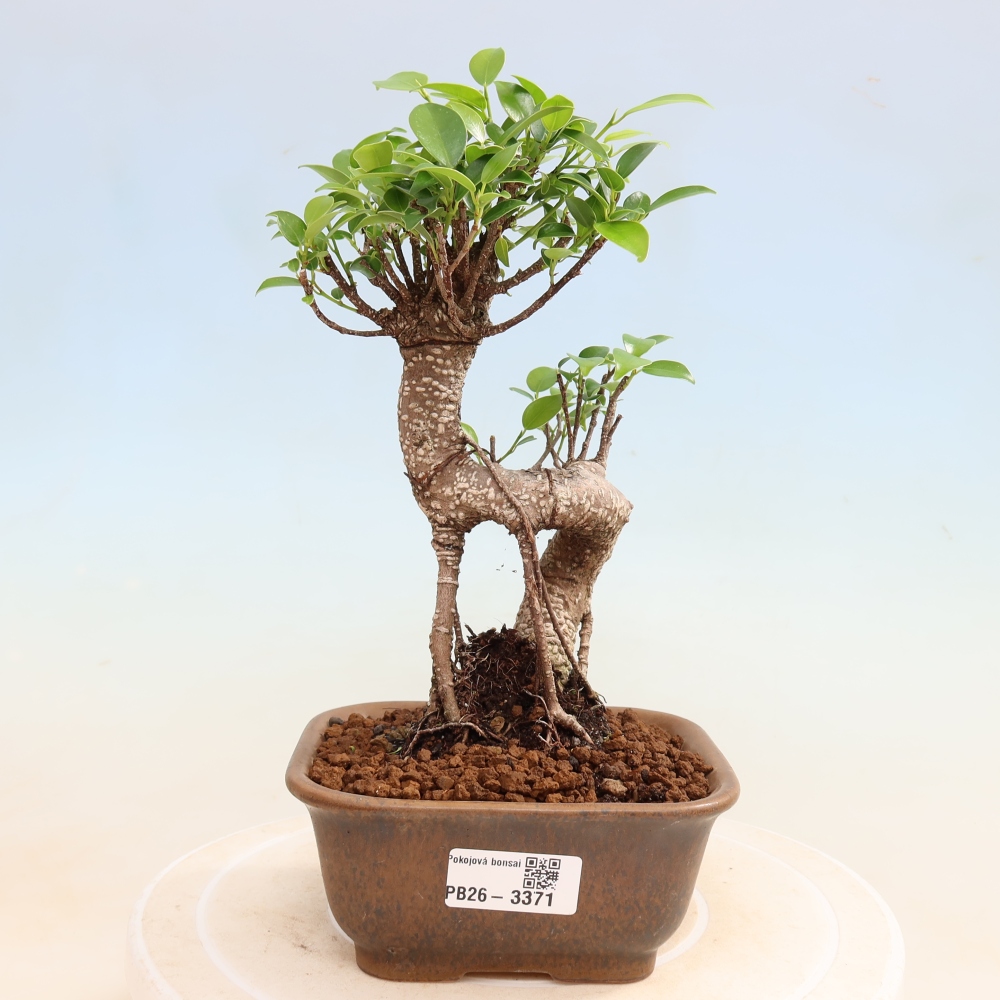Room bonsai - Ficus kimmen - small-leaved ficus