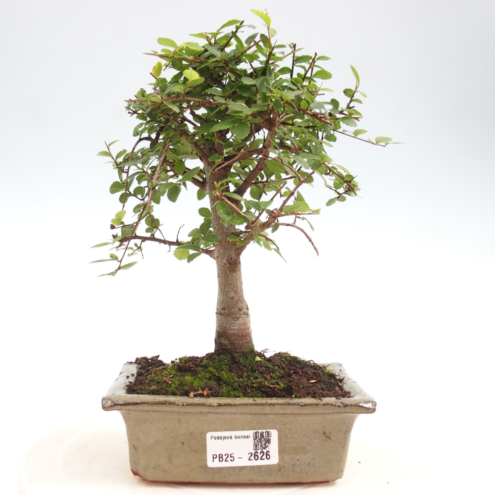Indoor bonsai - Ulmus parvifolia - Small-leaved elm