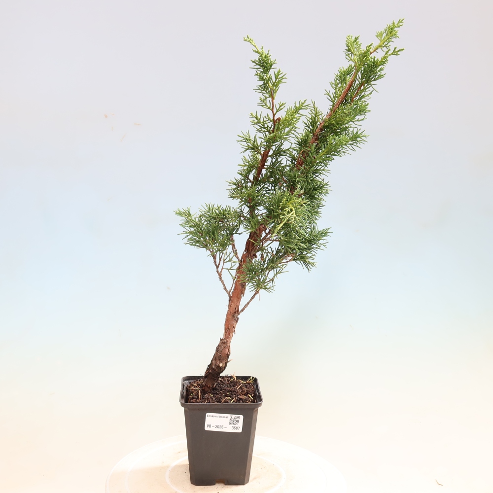 Outdoor bonsai - Juniperus chinensis Kishu