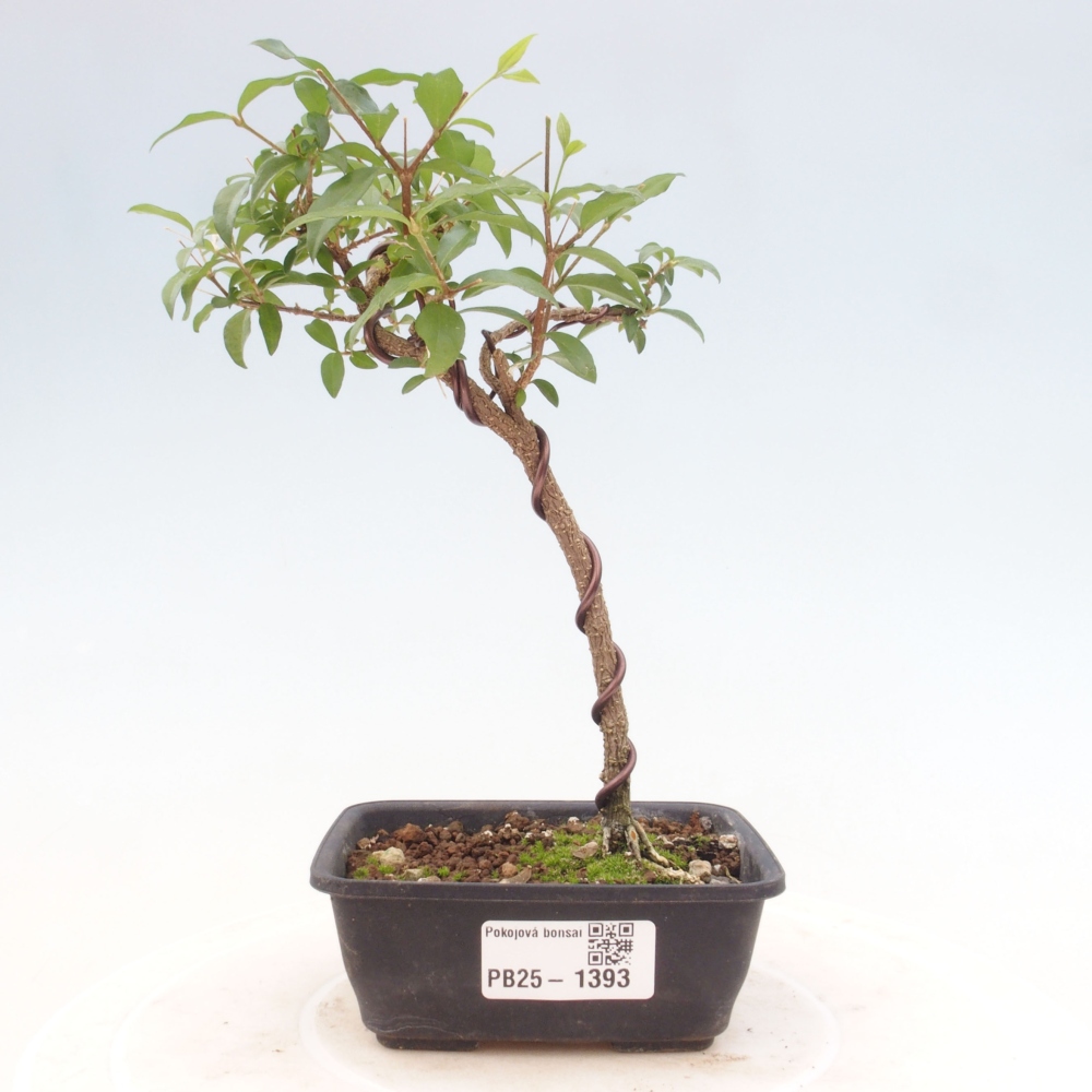 Room bonsai - Malpighia coccigera- Barbdorian cherry