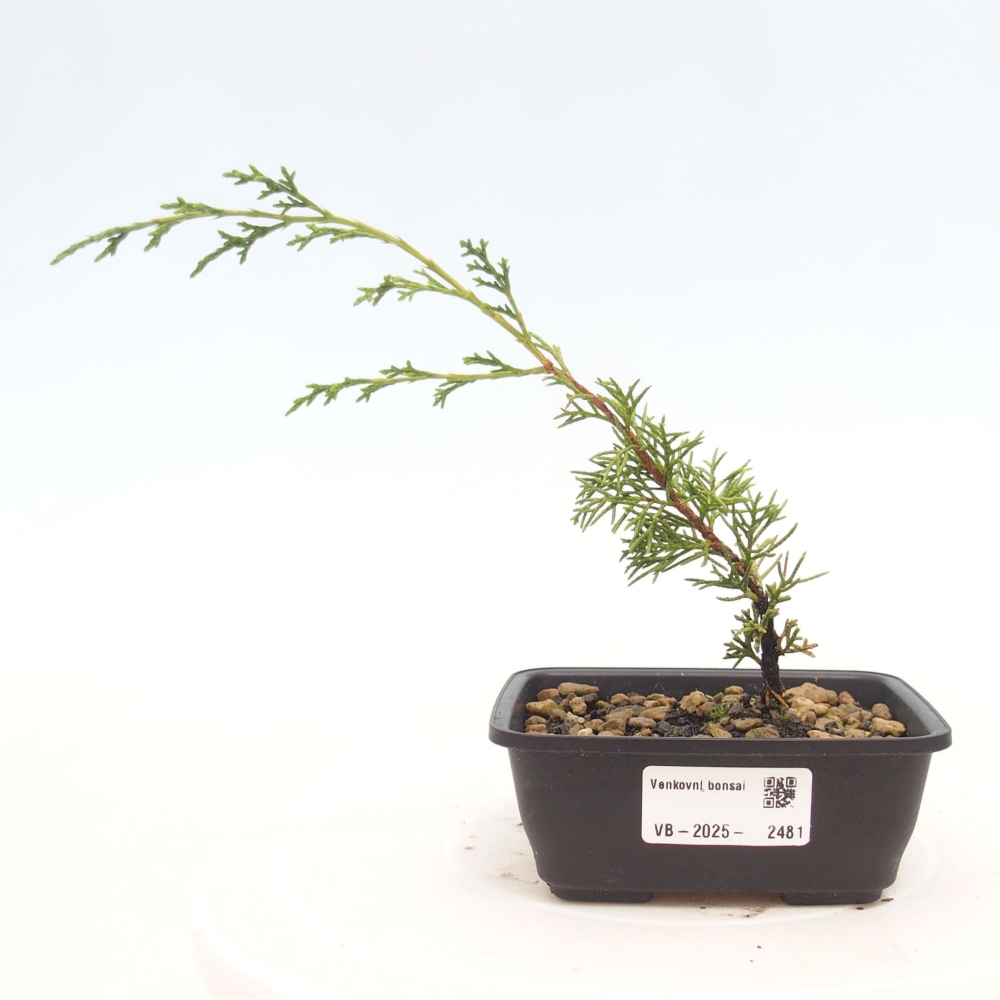 Outdoor bonsai - Juniperus chinensis Itoigawa - Chinese juniper
