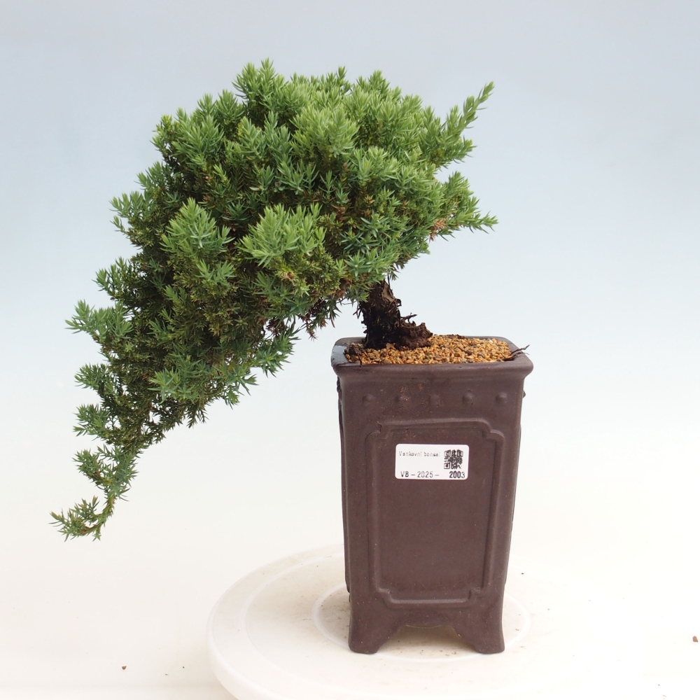 Outdoor bonsai - Juniperus procumbens - Prostrate Juniper