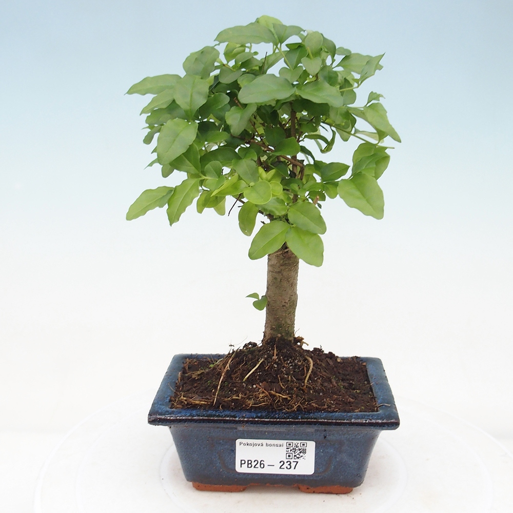 Room bonsai -Ligustrum chinensis - Birds Beak