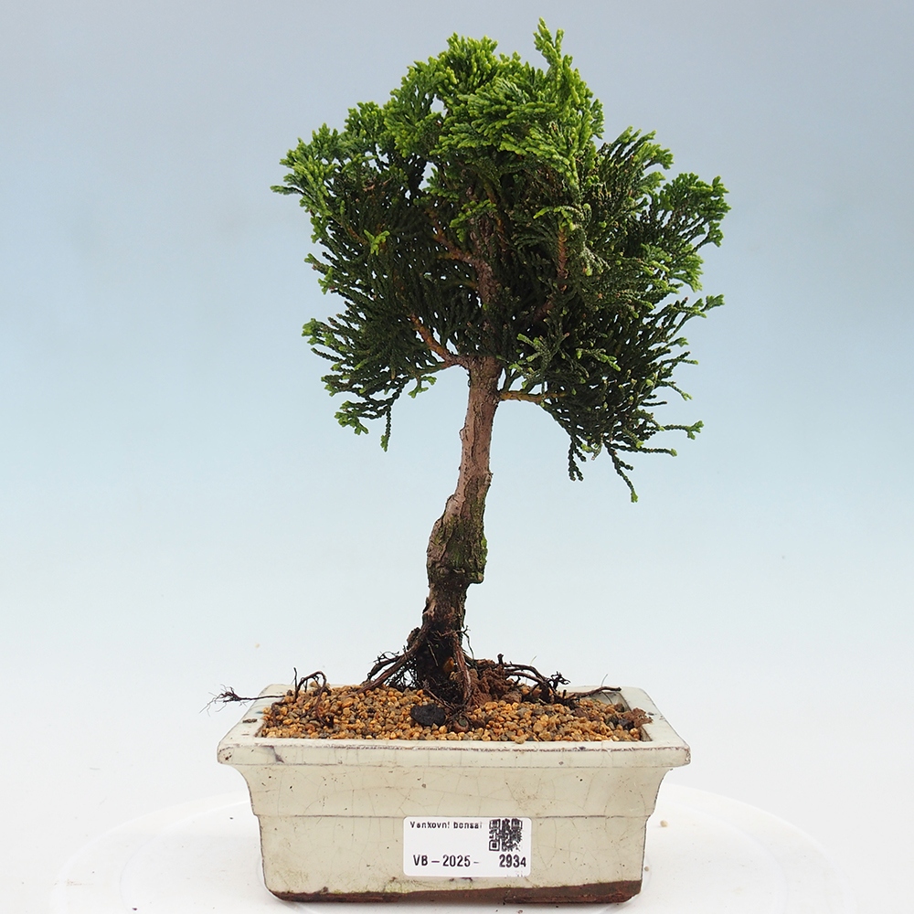 Outdoor bonsai - Cham.pis obtusa Nana Gracilis - Cypress