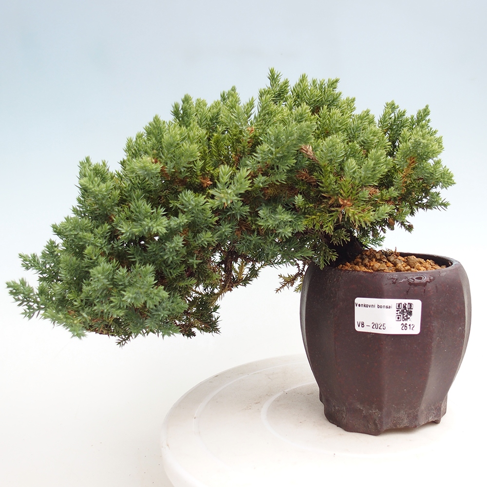 Outdoor bonsai - Juniperus procumbens - Prostrate Juniper