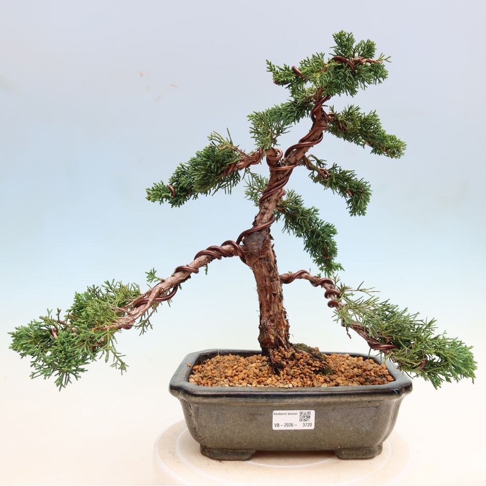 Outdoor bonsai - Juniperus chinensis Kishu