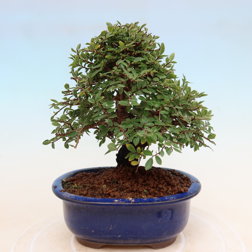 Outdoor bonsai - Zelkova - Zelkova NIRE