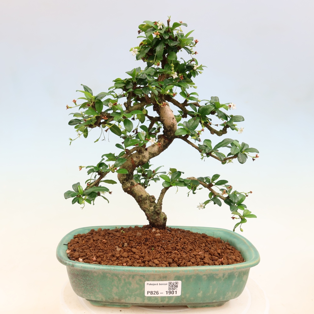 Room bonsai - Carmona macrophylla - Tea fuki