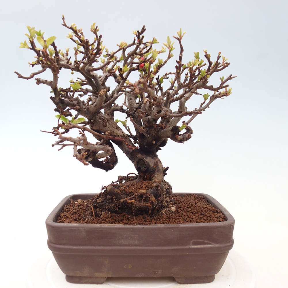 Outdoor bonsai - Chaneomeles speciosa - Quince