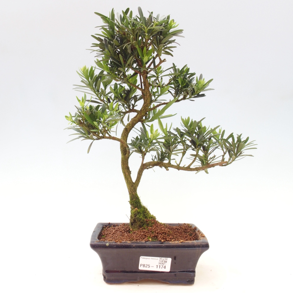 Indoor bonsai - Podocarpus - Stone thous