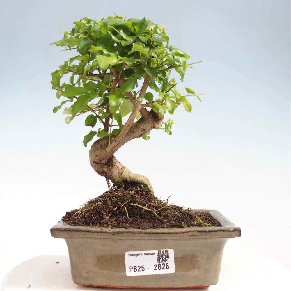 Indoor bonsai - Ligustrum chinensis - Bird's eye view