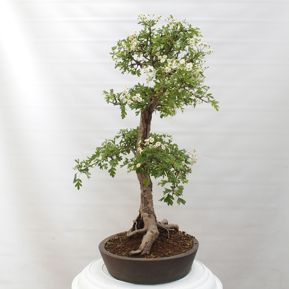 Outdoor bonsai - Hawthorn - Crataegus monogyna
