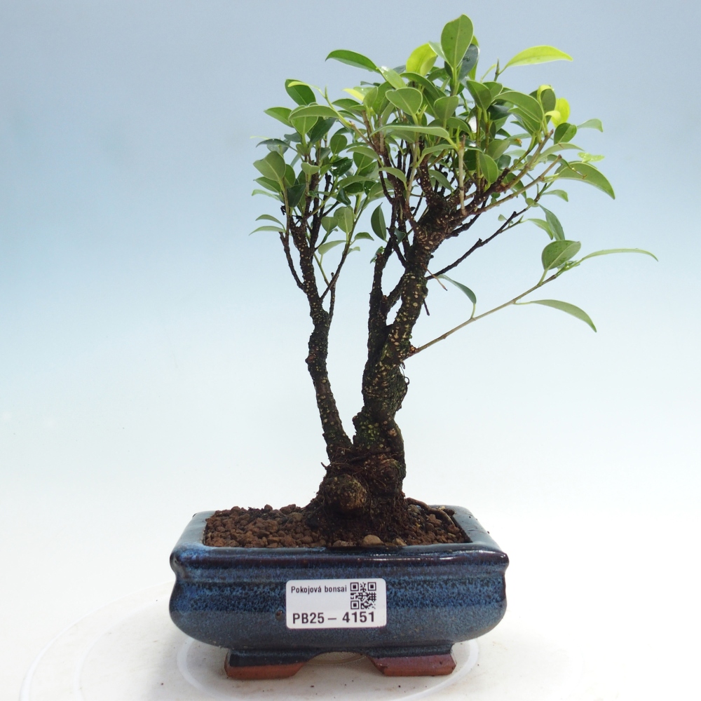 Indoor bonsai - Ficus retusa - small-leaved ficus