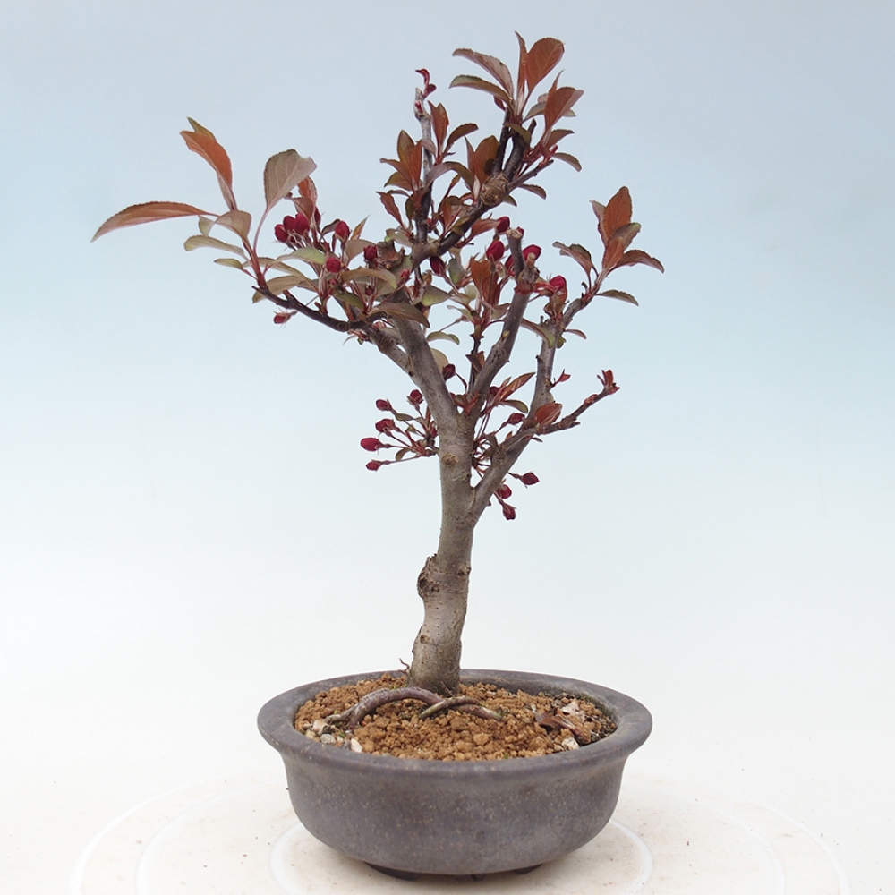 Outdoor bonsai -Malus domestica - Small-fruited red-leaved apple tree