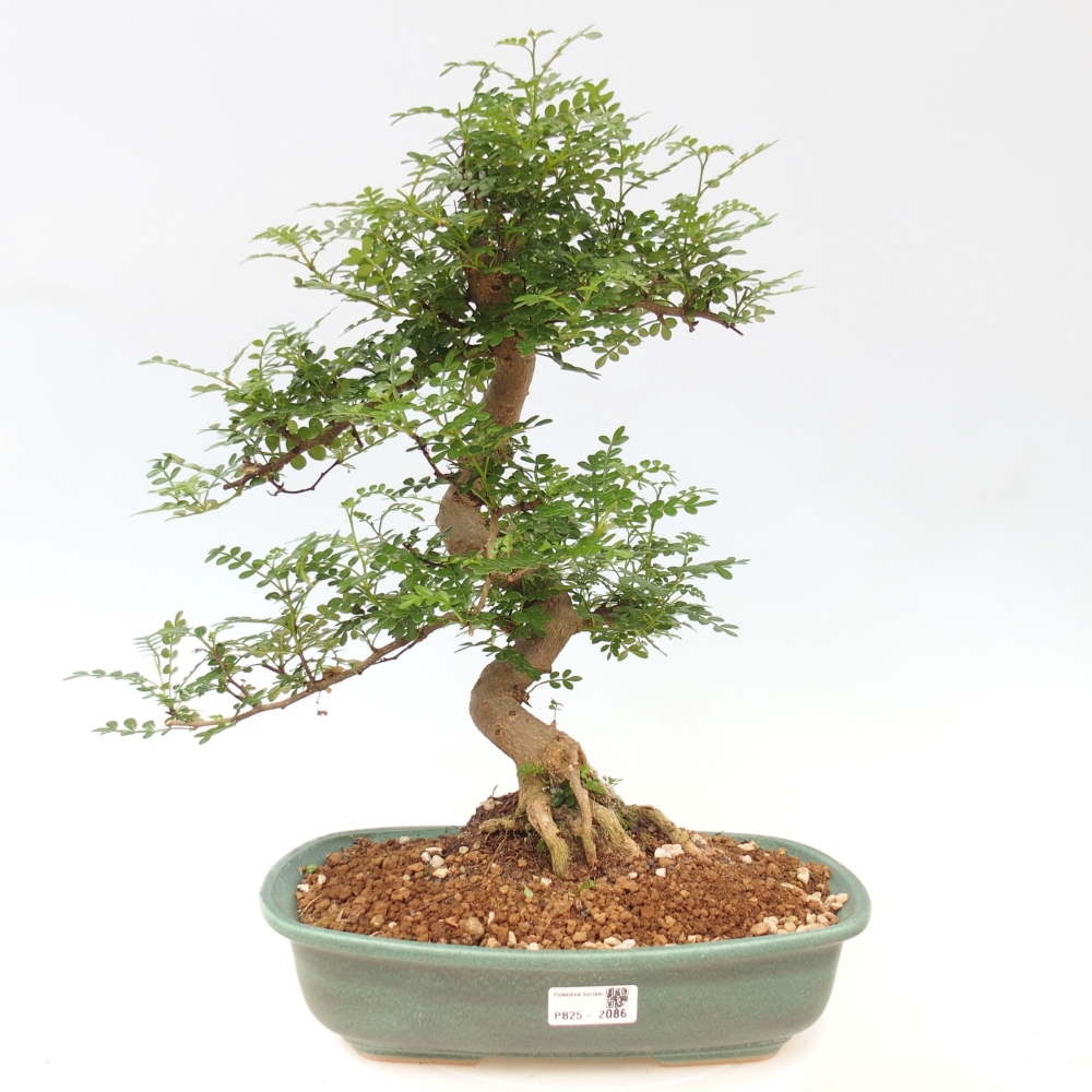 Indoor bonsai - Zantoxylum piperitum - Peppermint