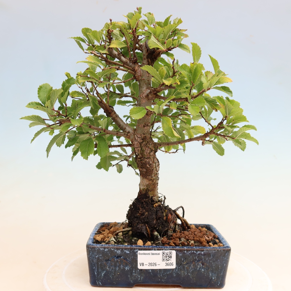 Outdoor bonsai - Zelkova - Zelkova NIRE