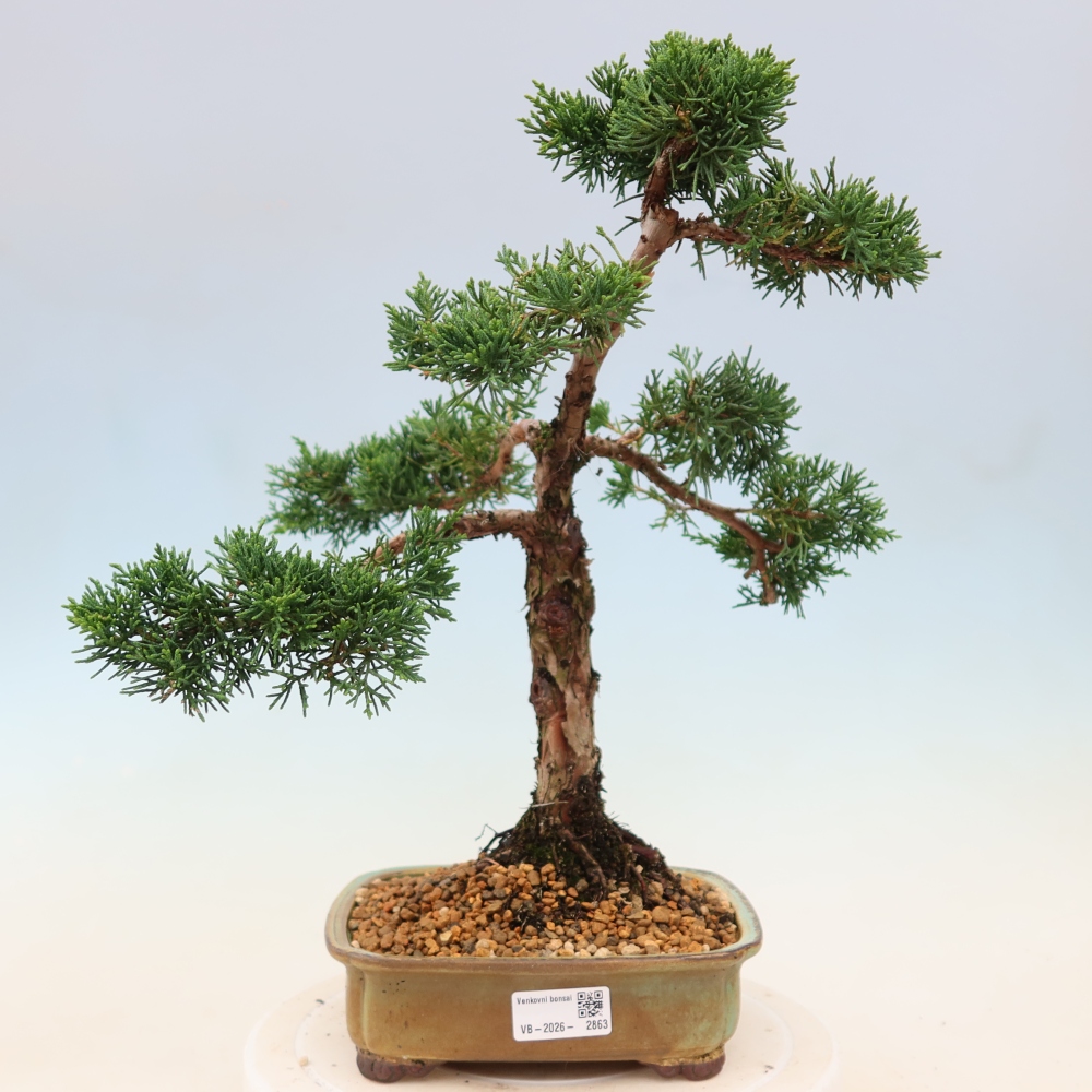 Outdoor bonsai - Juniperus chinensis Kishu