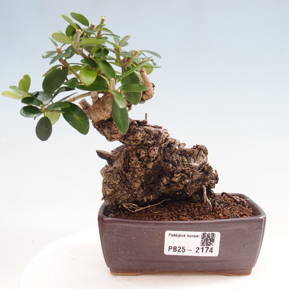 Indoor bonsai - Olea europaea sylvestris - European small-leaved olive oil