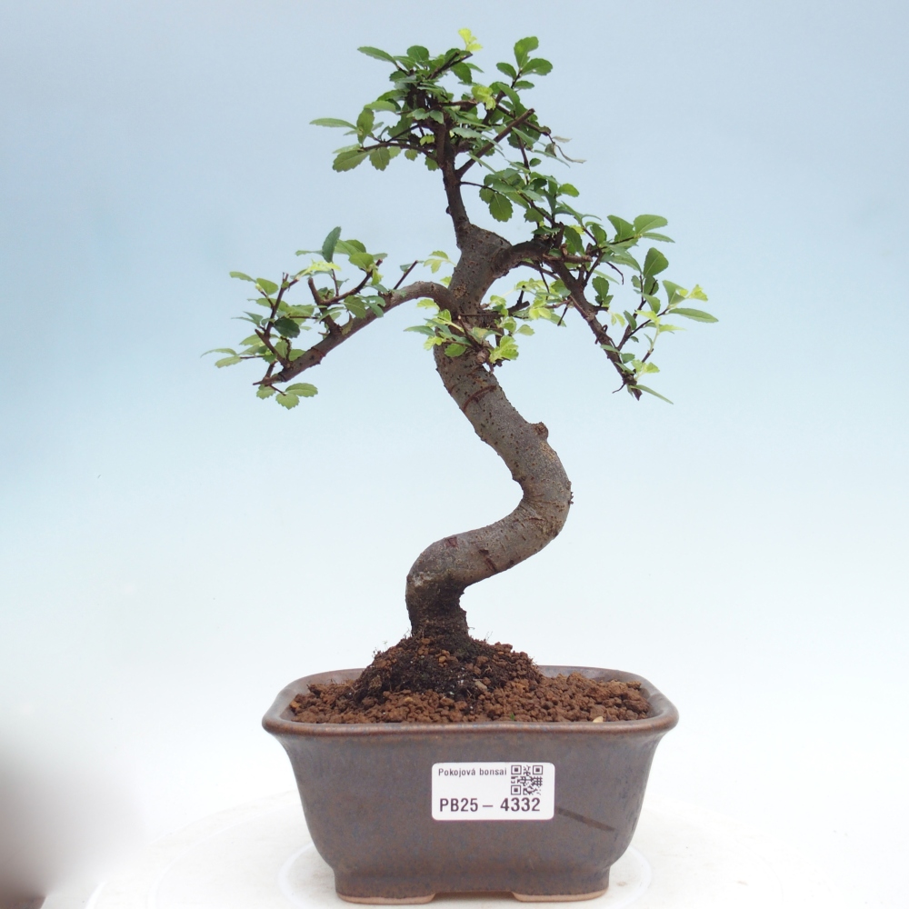 Room bonsai - Ulmus parvifolia - Small-leaved elm