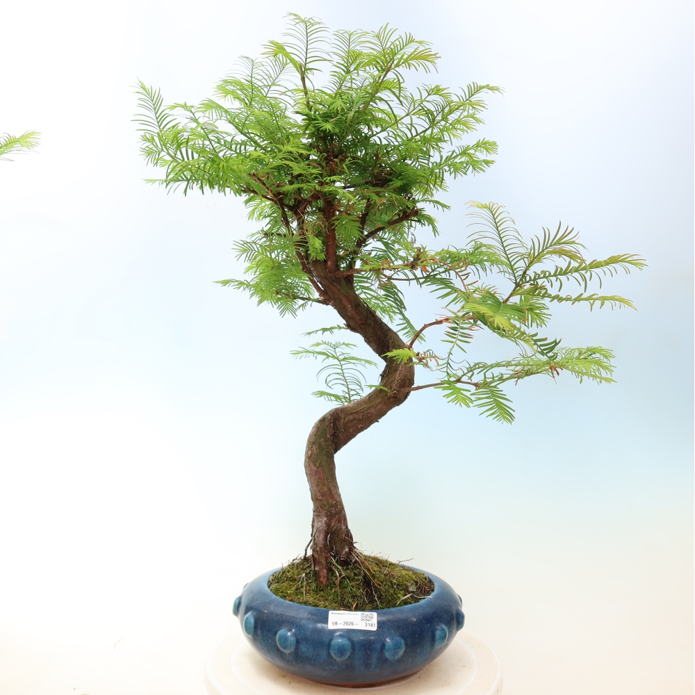 Outdoor bonsai - Metasequoia glyptostroboides - Chinese Metasequoia
