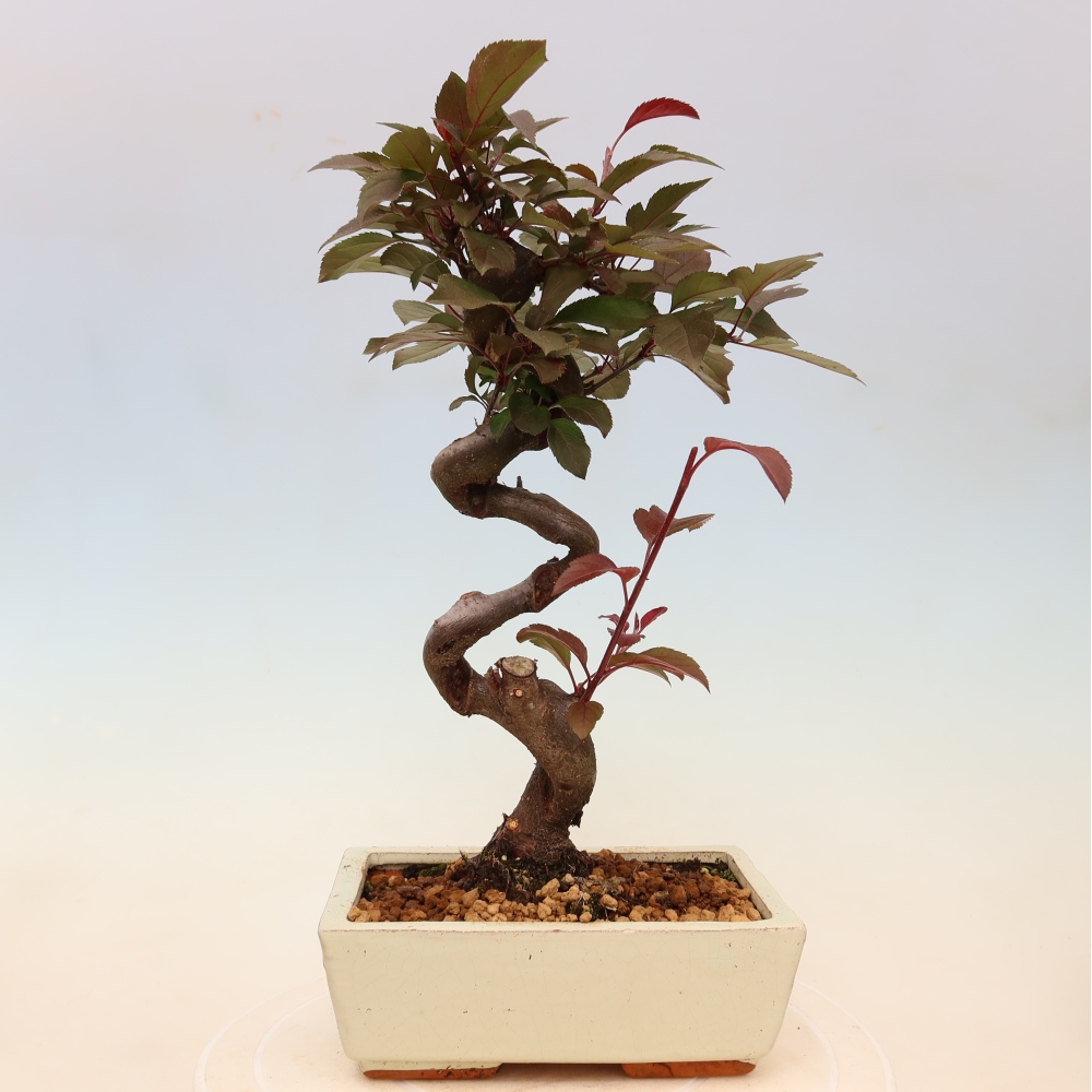 Outdoor bonsai -Malus domestica - Small-fruited red-leaved apple tree