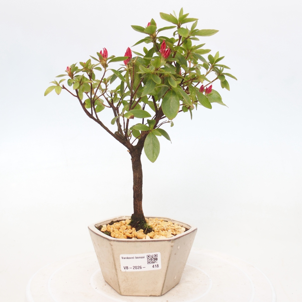 Outdoor bonsai - Japanese azalea - Azalea sp.