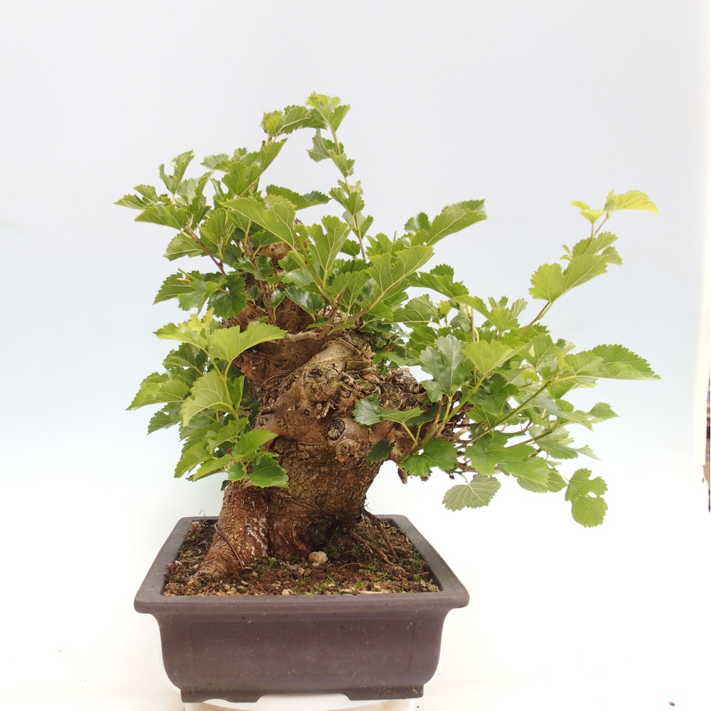 Outdoor bonsai - Morus alba - mulberry