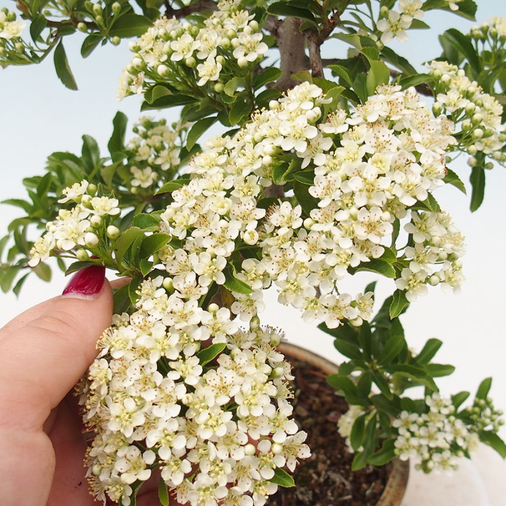 Outdoor Bonsai-Pyracanta Teton -Bakery