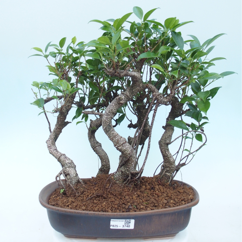 Room bonsai - Ficus kimmen - small-leaved ficus