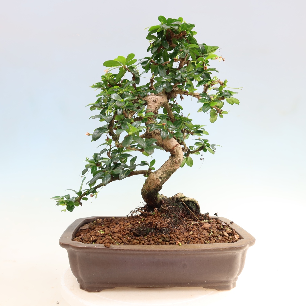 Room bonsai - Carmona macrophylla - Tea fuki