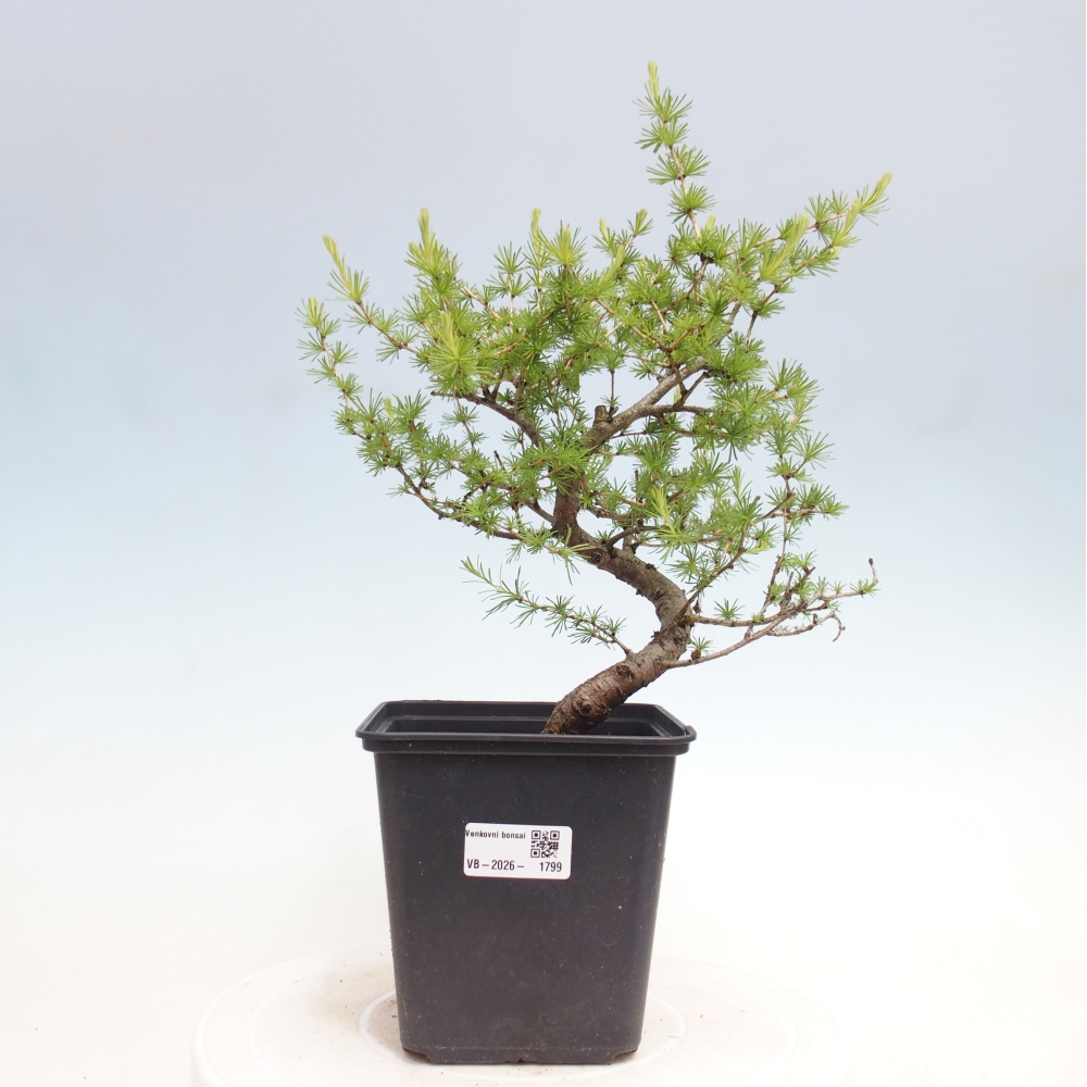 Outdoor bonsai -Larix decidua - Larch
