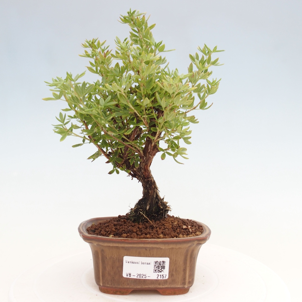 Outdoor bonsai-Cinquefoil - Potentila fruticosa yellow Bird