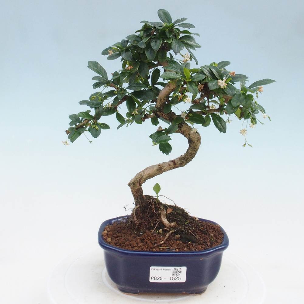 Indoor bonsai - Carmona macrophylla - Fuki tea