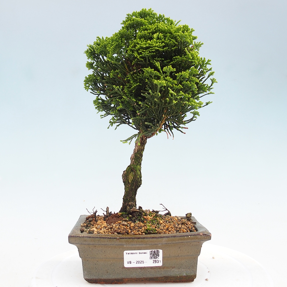 Outdoor bonsai - Cham.pis obtusa Nana Gracilis - Cypress