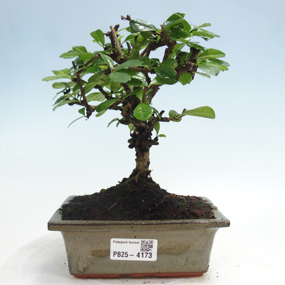 Room bonsai - Carmona macrophylla - Tea fuki