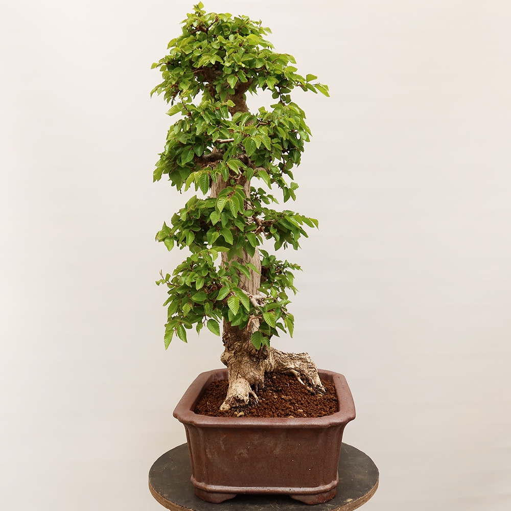 Outdoor bonsai - Carpinus Coreana - Korean hornbeam