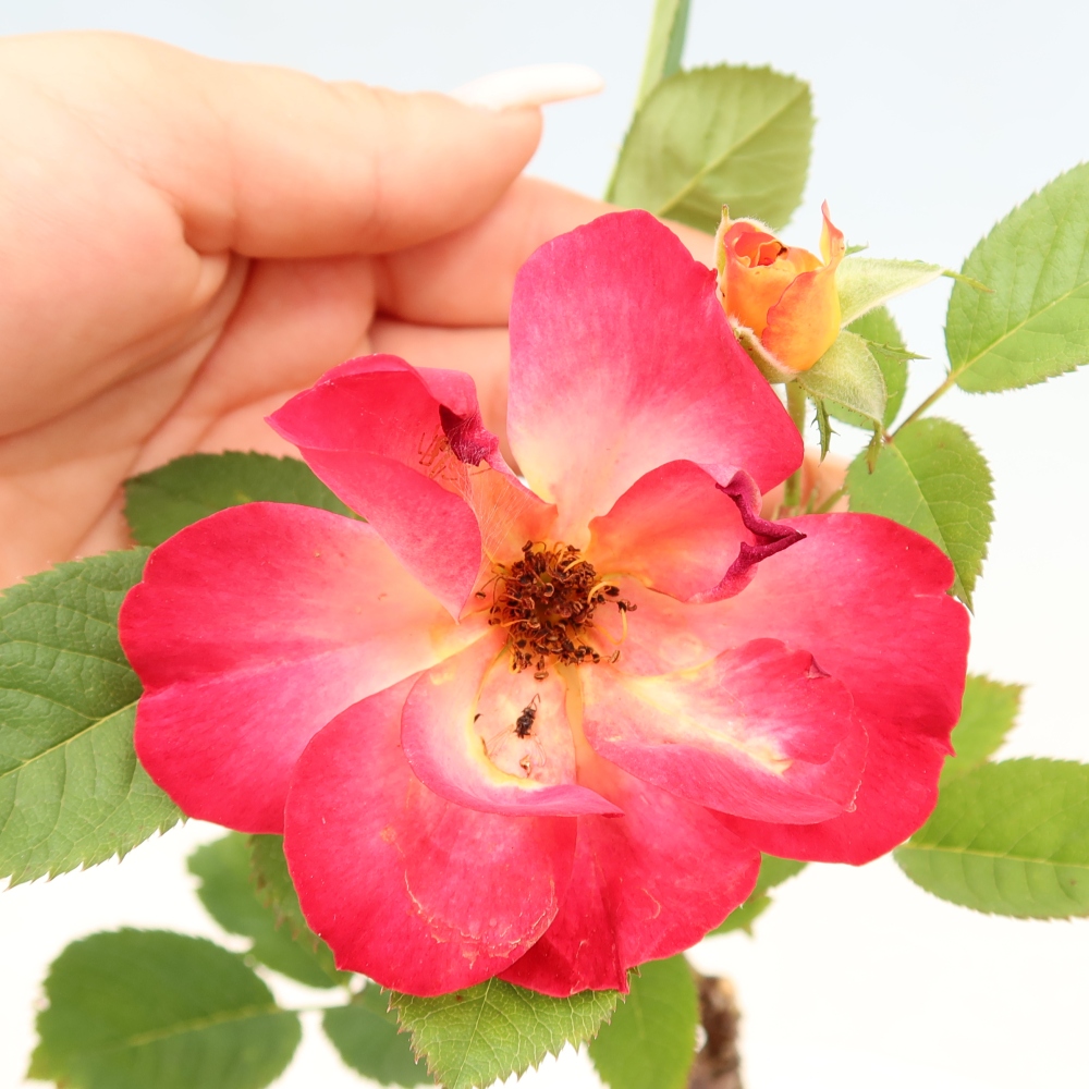 Outdoor Bonsai - Rosa Kordes - Rose