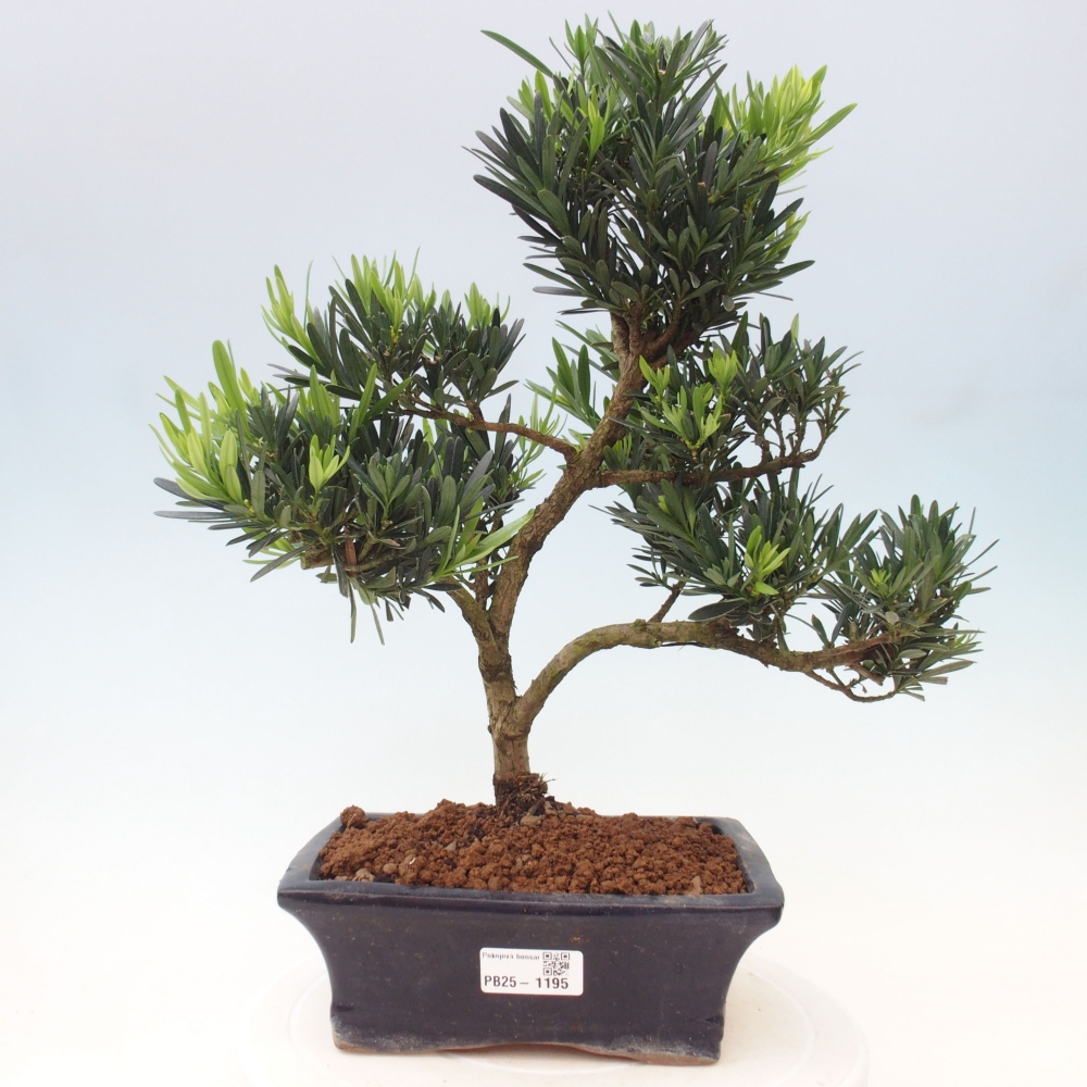 Indoor bonsai - Podocarpus - Stone thous