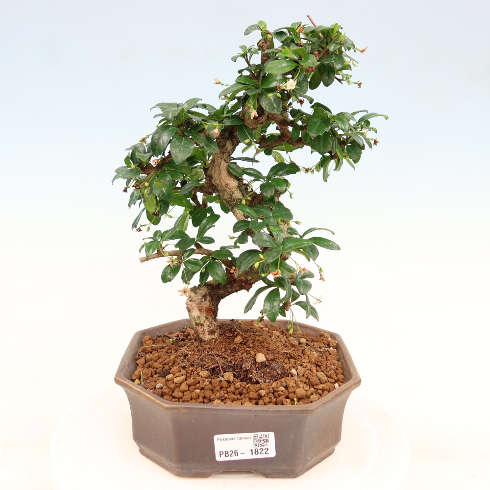 Room bonsai - Carmona macrophylla - Tea fuki