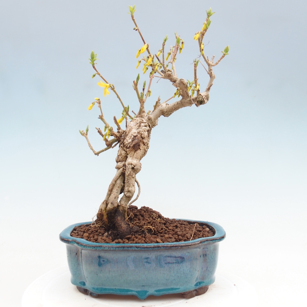 Outdoor bonsai - Forsythia - Forsythia koreana
