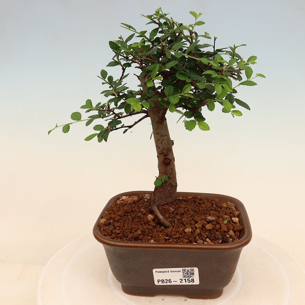 Room bonsai - Ulmus parvifolia - Small-leaved elm