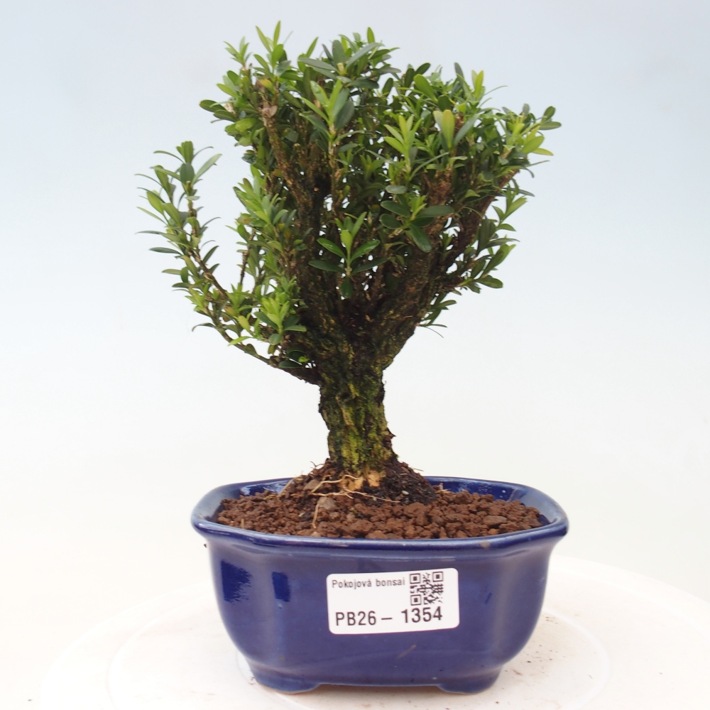Room bonsai - Buxus harlandii - cork buxus