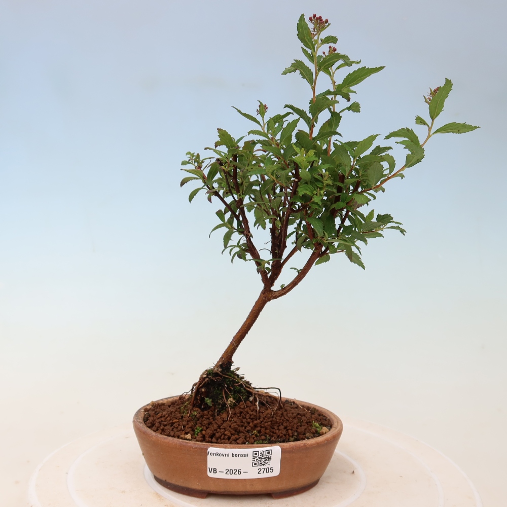 Outdoor Bonsai - Japanese Spirea - Spirea japonica 'Anthony Waterer'
