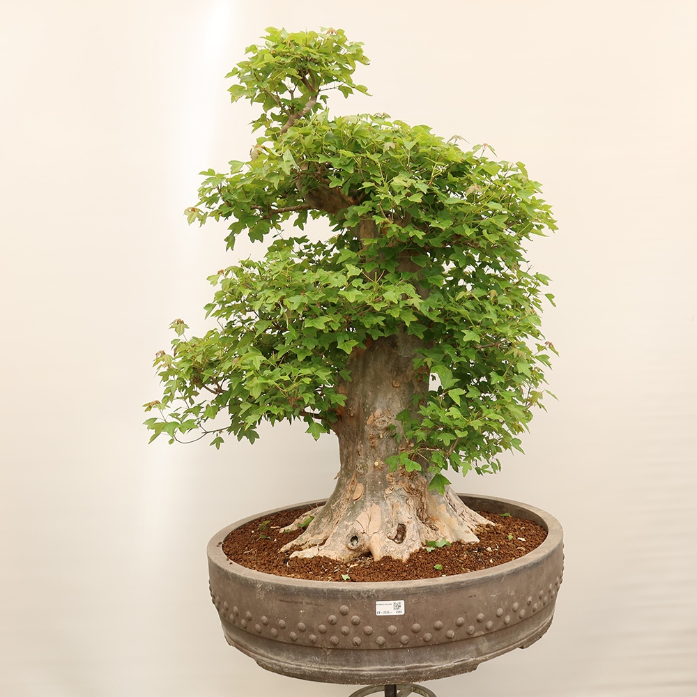 Outdoor bonsai - Maple Burger - Acer Burgerianum