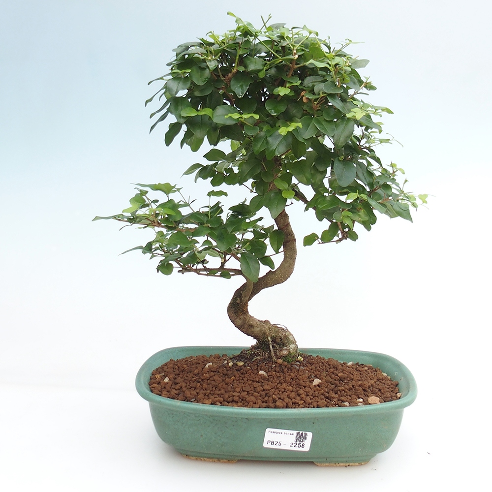 Room bonsai -Ligustrum chinensis - privet