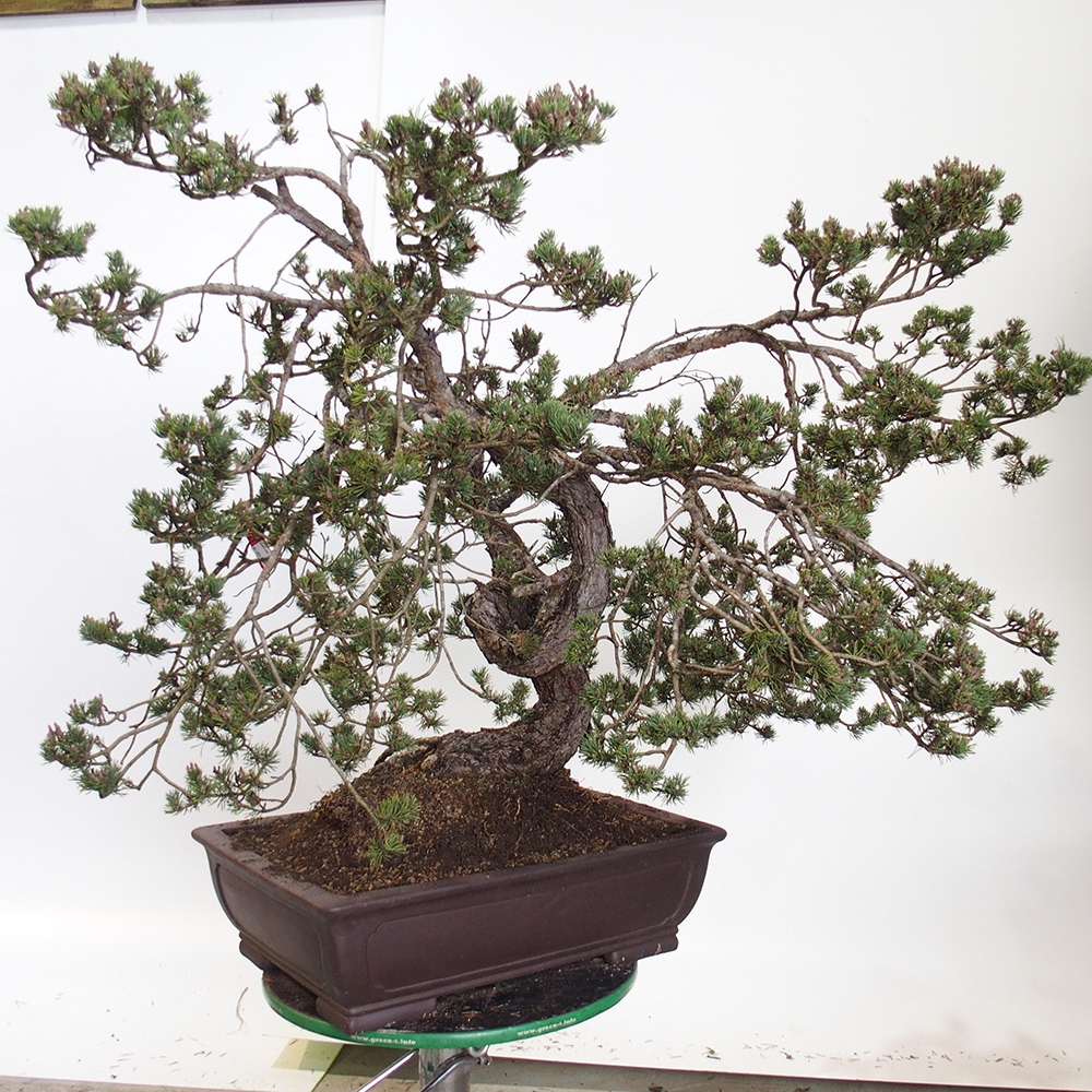 Yamadori - Pinus sylvestris Spain