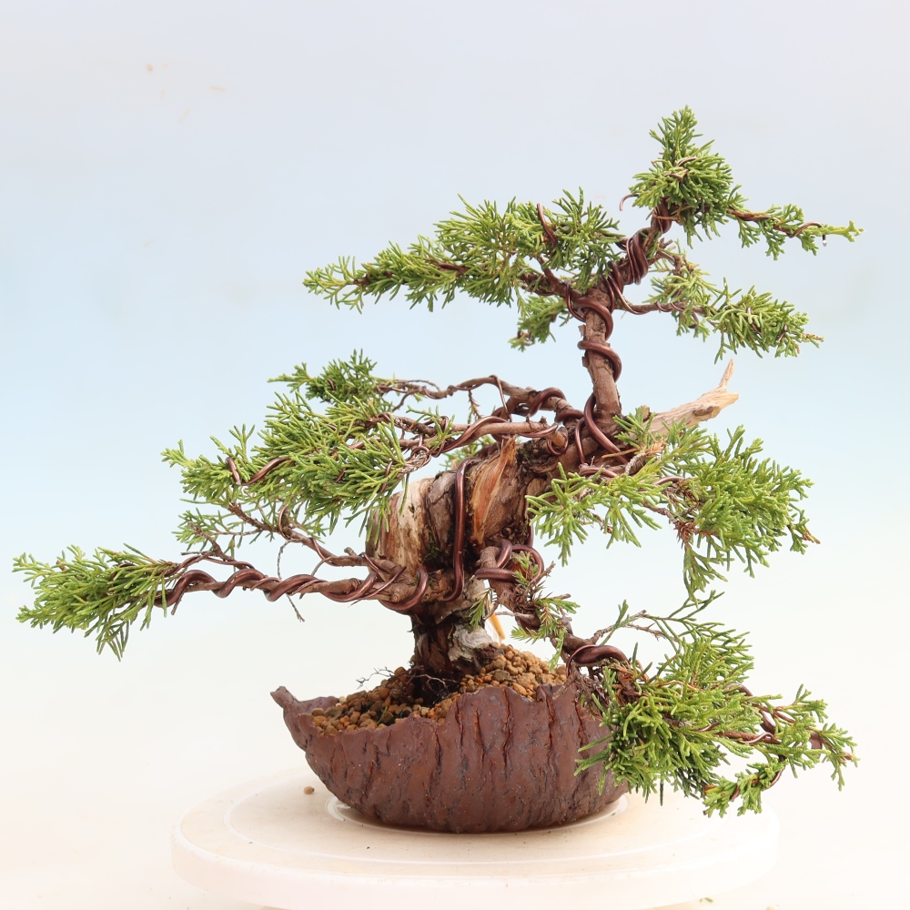 Outdoor Bonsai - Juniperus chinensis Itoigawa - Chinese Juniper