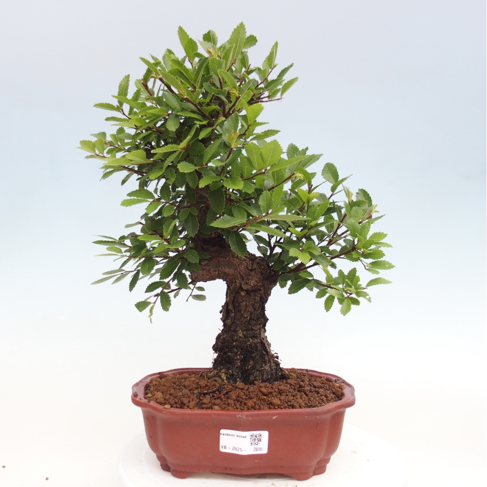 Outdoor bonsai - Zelkova - Zelkova NIRE